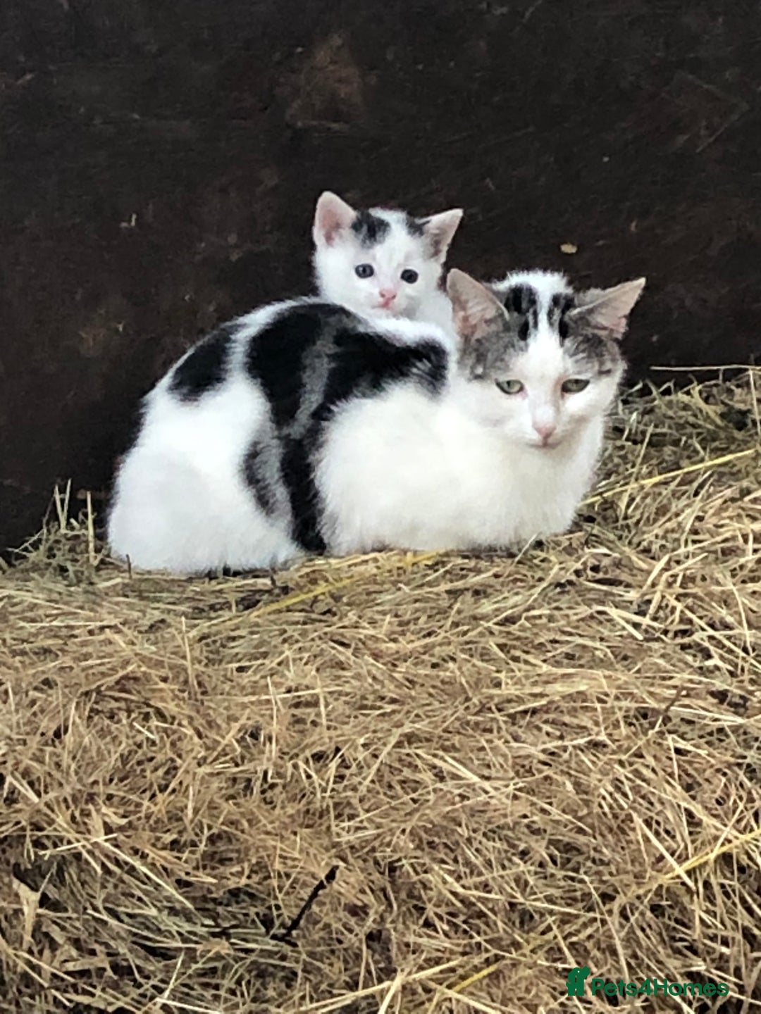 Domestic Shorthair cats for sale: Lovely male kitten - Image 1