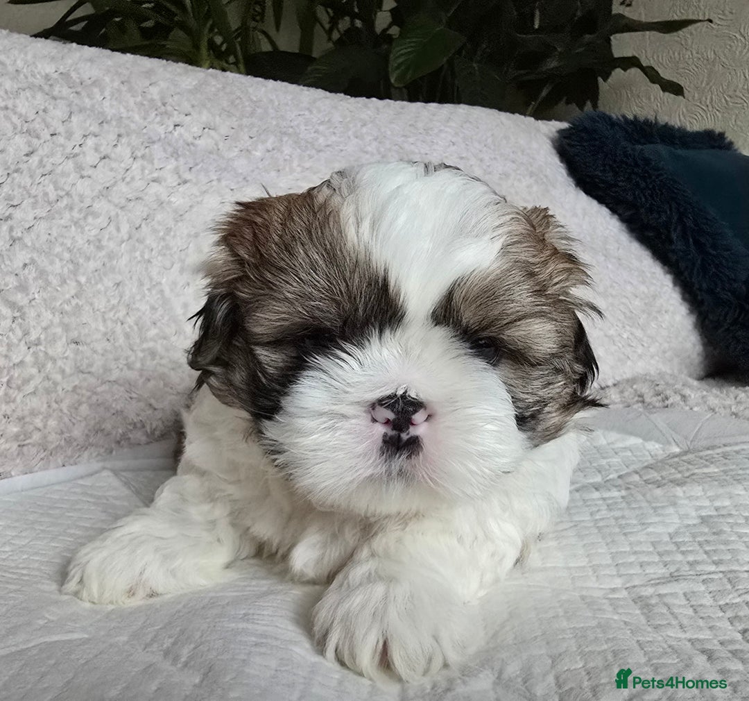 Shih Tzu dogs for sale: Shih Tzu Male puppy for sale - Advert 8