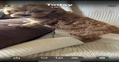 Cavapoo dogs - Advert 1