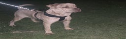Bandog dogs for stud: Male Bandog for stud  - Advert 1