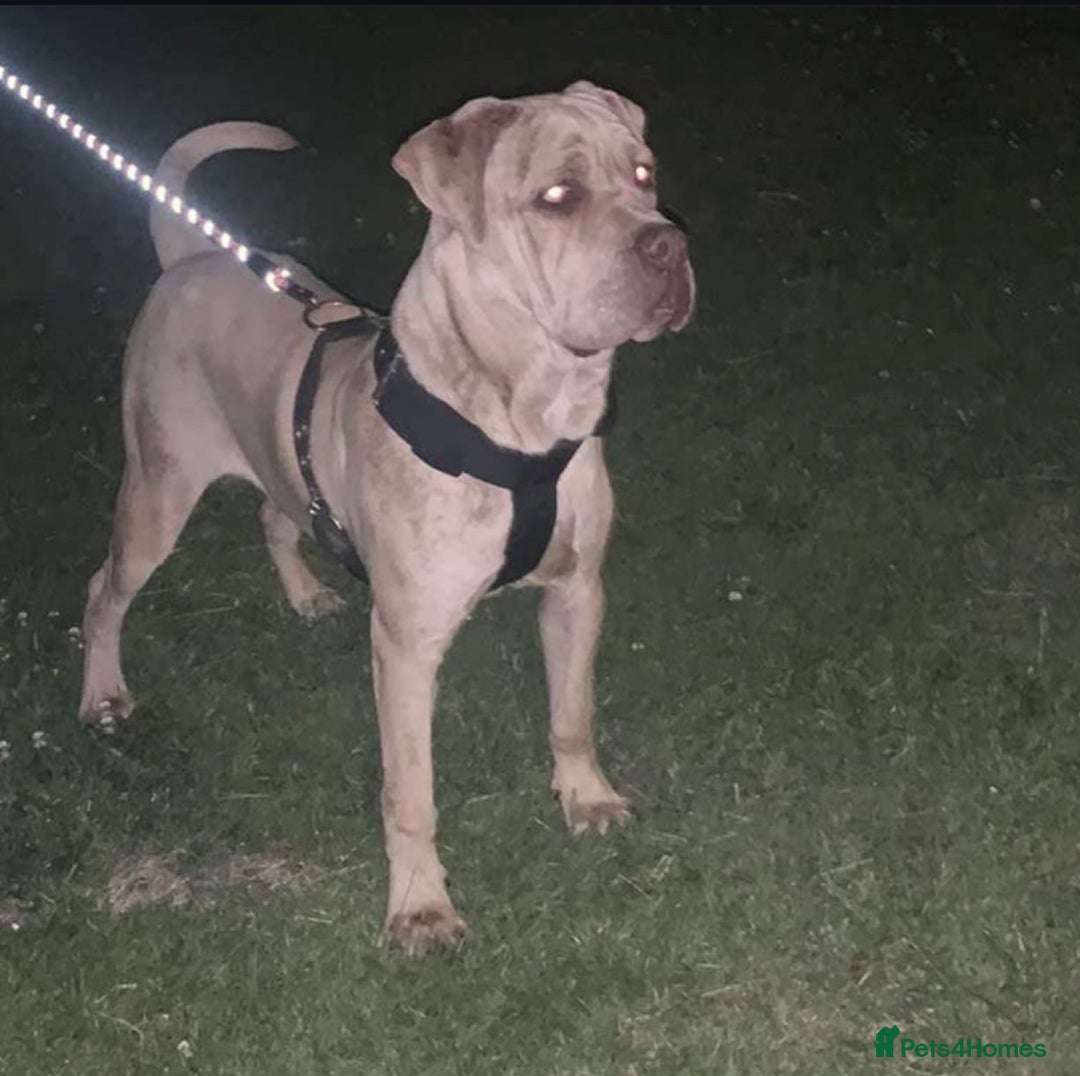 Bandog dogs for stud: Male Bandog for stud  - Image 1