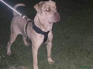 Bandog dogs Male Bandog for stud - Advert 1