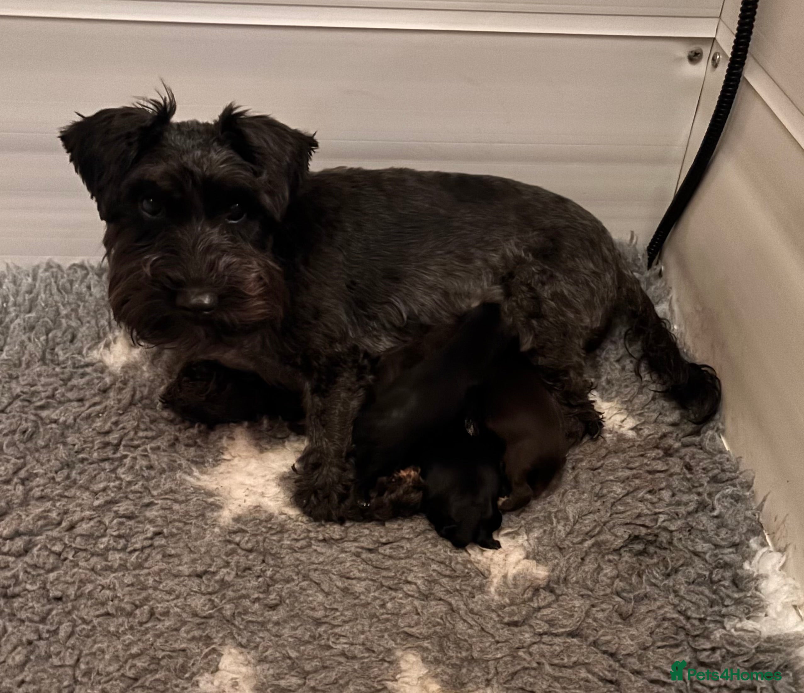 Miniature Schnauzer dogs KC Miniature Schnauzer Black Chocolate BVA H/T  - Advert 1