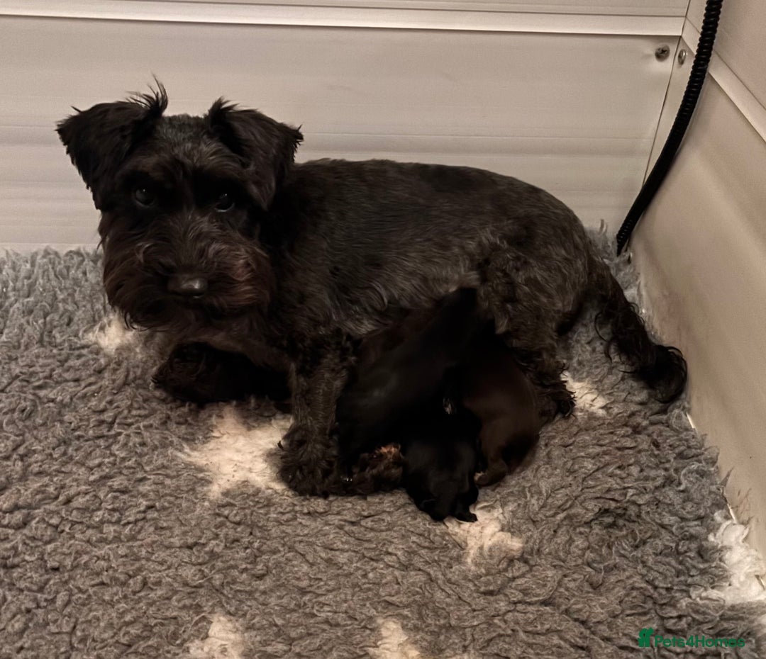 Miniature Schnauzer dogs for sale: KC Miniature Schnauzer Black Chocolate BVA H/T  - Advert 4