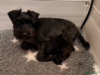 Miniature Schnauzer dogs KC Miniature Schnauzer Black Chocolate BVA H/T - Advert 1