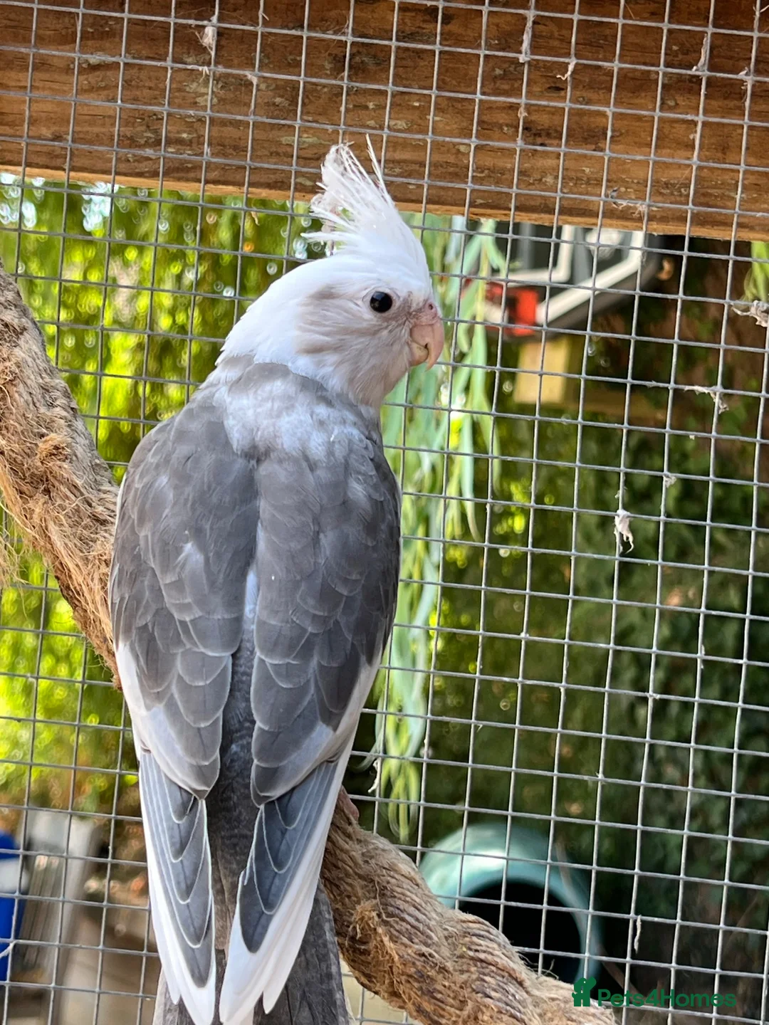 Cockatiels birds for sale: Cockatiels - Advert 2