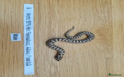 Snake reptiles for sale: Western Hognose CB25 babies UPDATED - Image 3