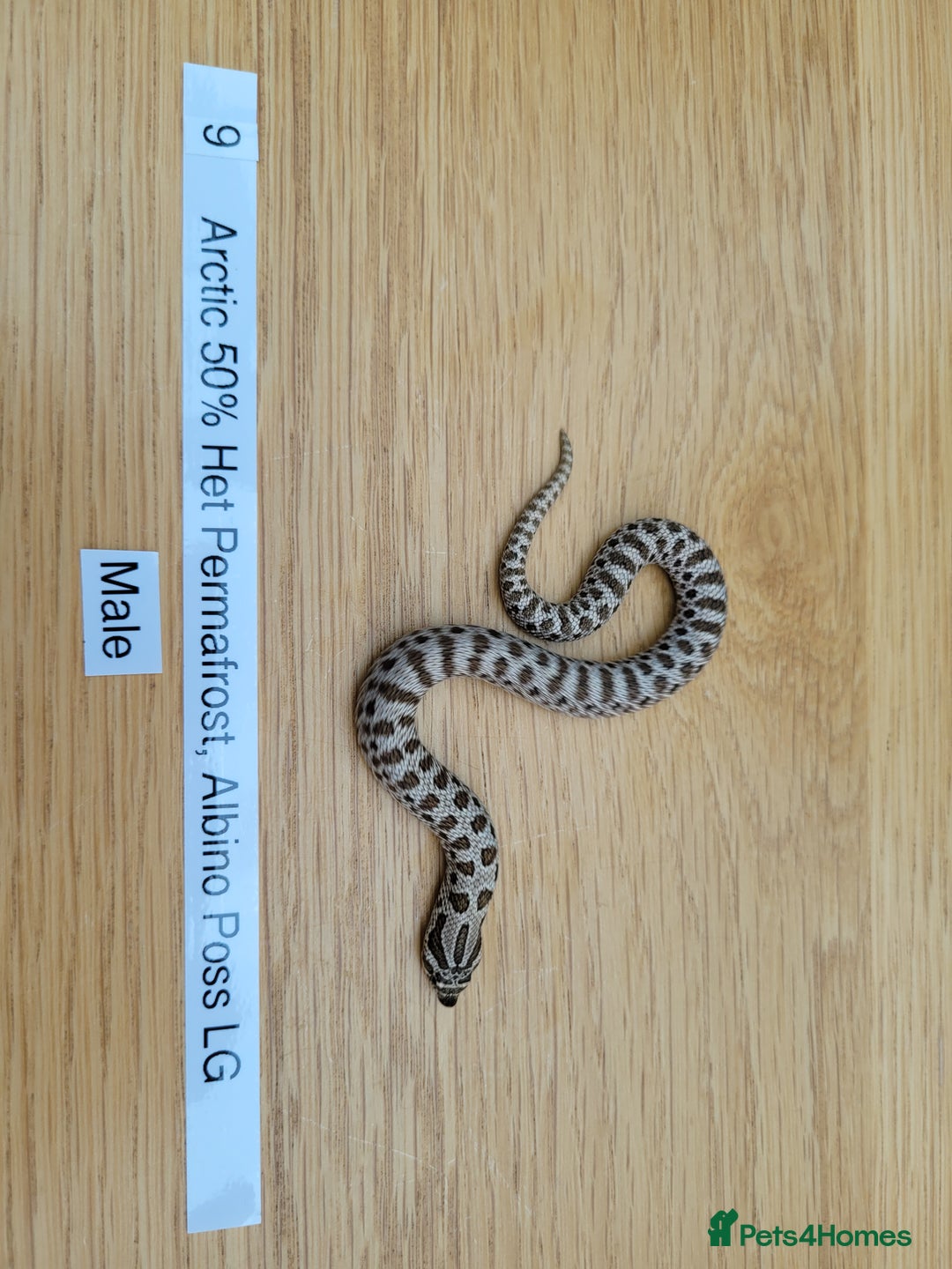 Snake reptiles for sale: Western Hognose CB25 babies UPDATED - Image 3