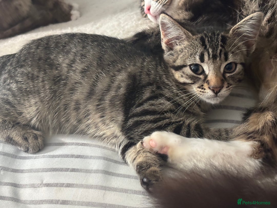 Mixed Breed cats for sale: READY NOW gorgeous brown tabby female kittens   in Ware - Image 8
