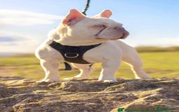 French Bulldog dogs for sale: Fluffy frenchies 🐶 - Image 16