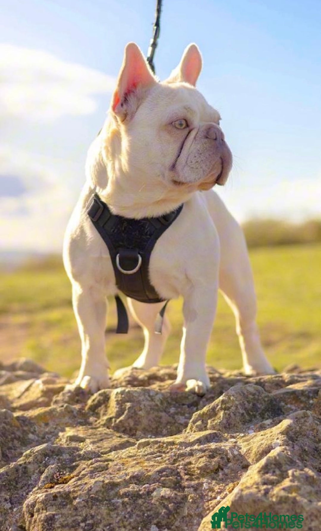French Bulldog dogs for sale: Fluffy frenchies 🐶 - Image 16