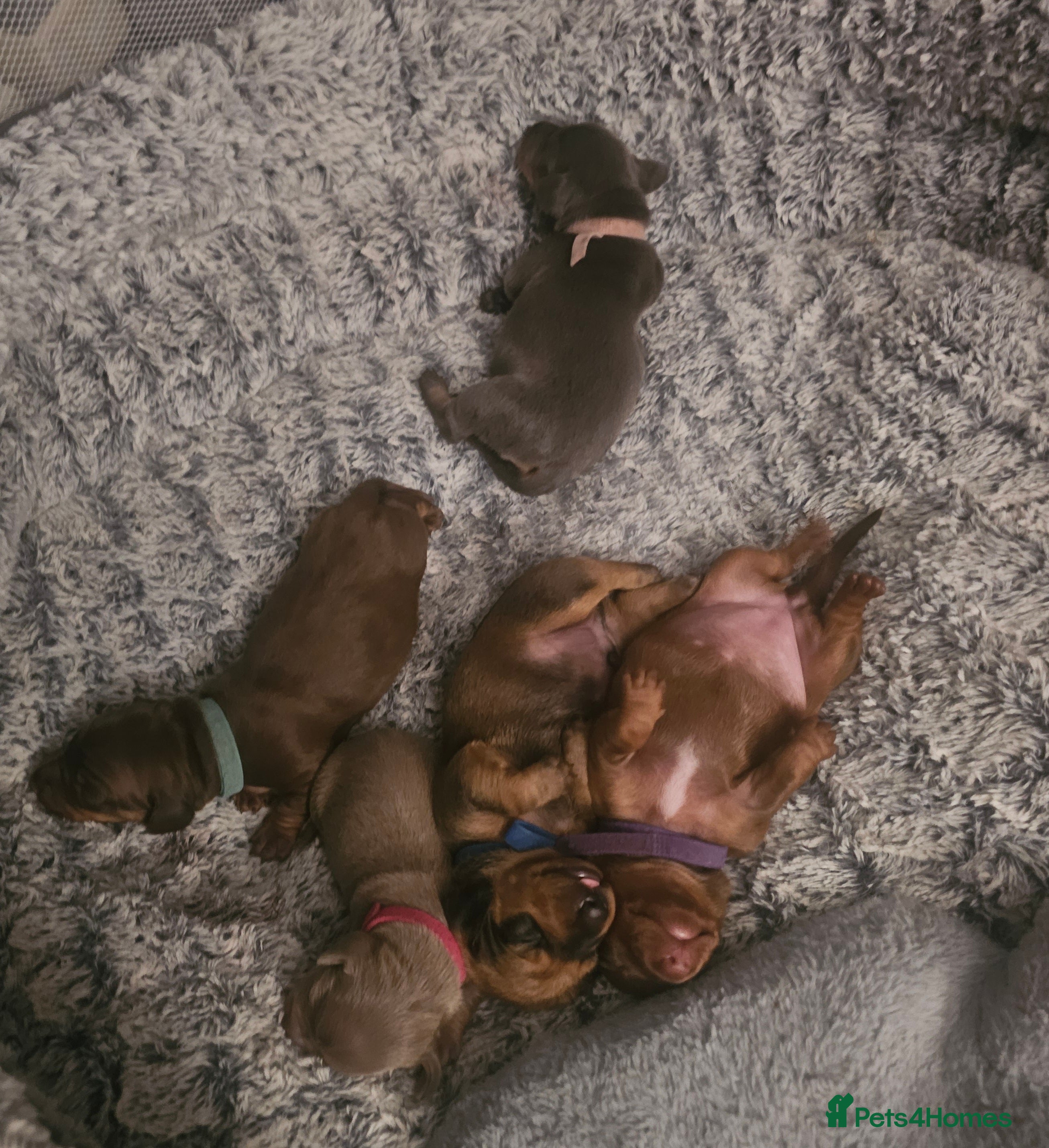 Dachshund dogs 3 Beautiful Dachshund Puppies - Advert 18