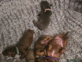 Dachshund dogs 3 Beautiful Dachshund Puppies - Advert 18
