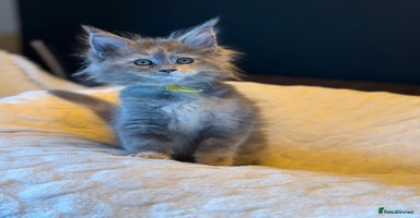 Maine Coon cats - Advert 5