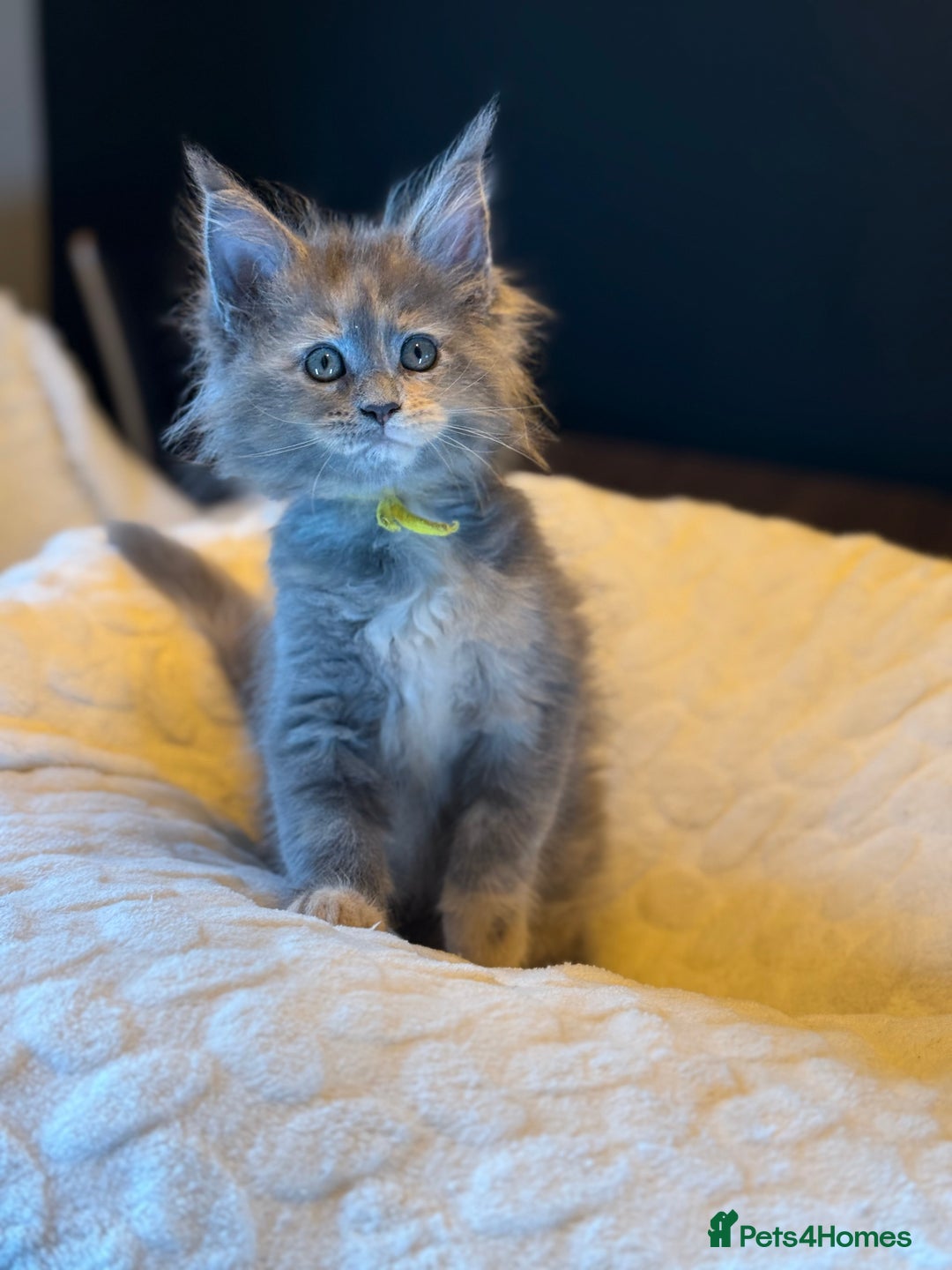 Maine Coon cats for sale: TICA Ginger, Red & Blue Tortie Maine Coon  - Image 3