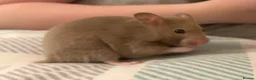 Hamster rodents for sale: Female hamster  - Advert 1