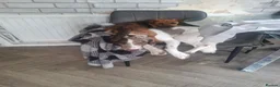 Patterjack dogs for sale: Patterjack (honey) - Advert 6