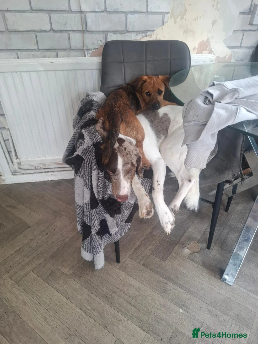 Patterjack dogs for sale: Patterjack (honey) - Advert 6