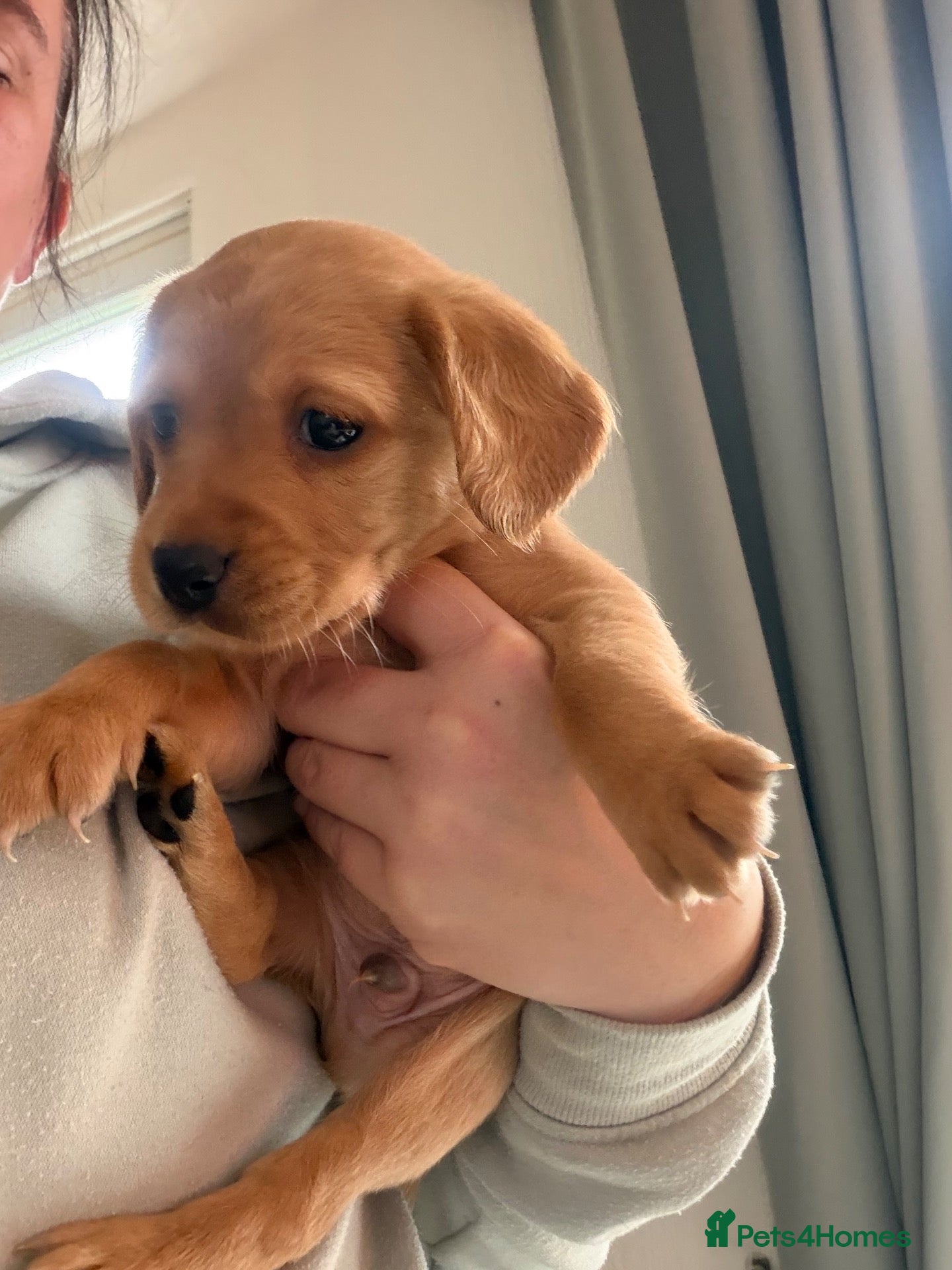 Mixed Breed dogs Labradoodle puppies for sale - Advert 7
