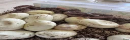 Corn Snake reptiles for sale: Corn snakes cb26 and cb25 available  - Advert 14