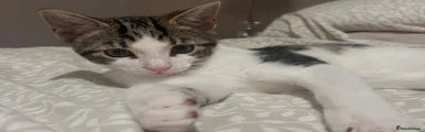 Domestic Shorthair 3 Teddy