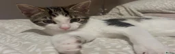 Domestic Shorthair cats for sale: 3 male kittens for sale - Advert 14