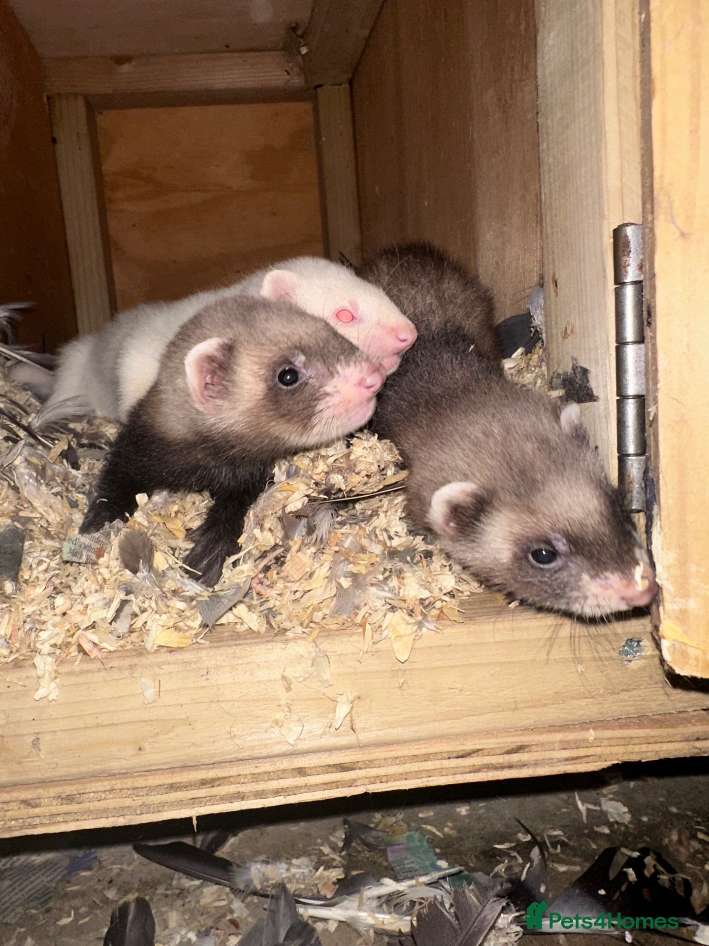 Ferret rodents Ready in 3 weeks - Advert 1
