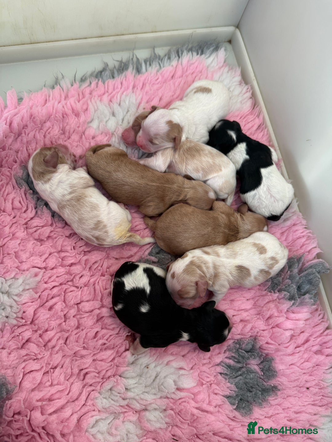 Cavapoo dogs for sale: F1 cavapoos fully genetic tested 5* breeder  - Advert 5