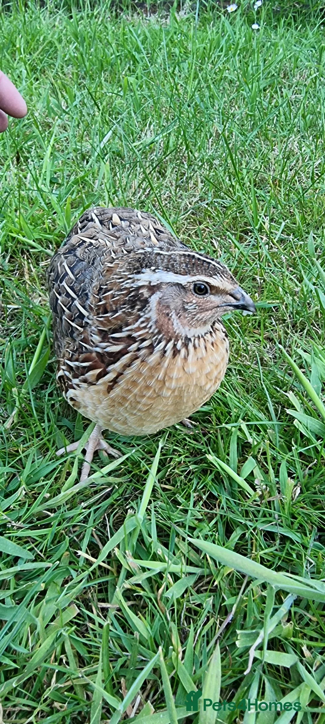 Quail poultry for sale: 🐣 Live Coturnix Jumbo Quail for Sale  in Birmingham - Advert 5