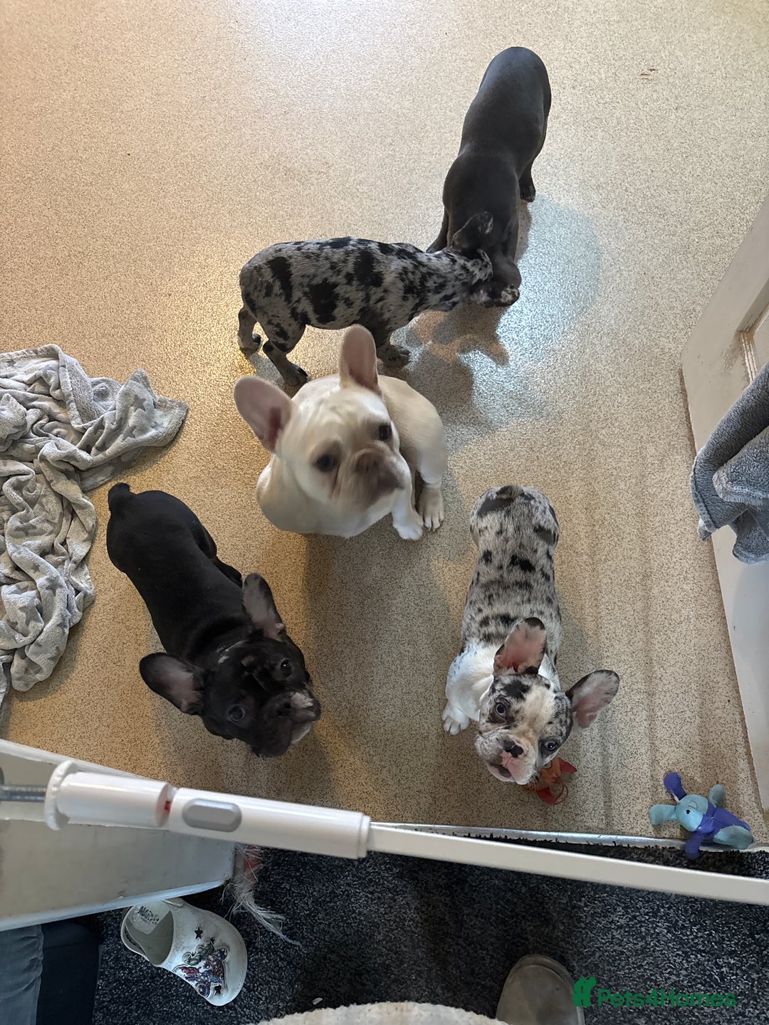 French Bulldog dogs for sale: French bull dogs  - Advert 5