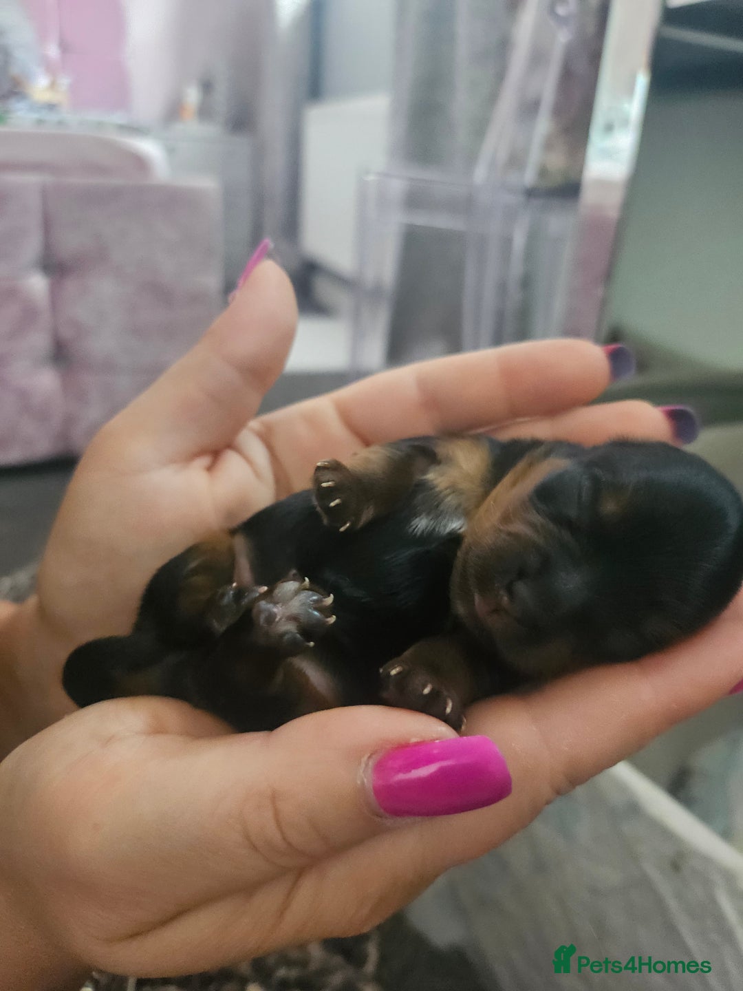 Yorkshire Terrier dogs for sale: Yorkshire terrier (miniature) - Image 11