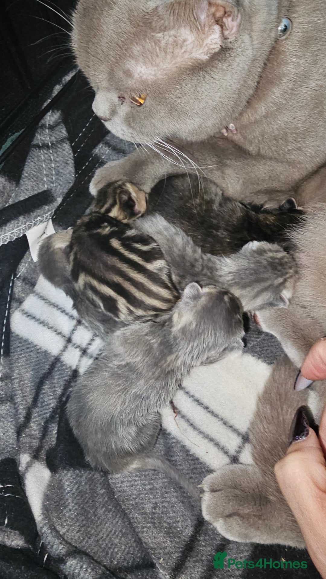 British Shorthair cats for sale: British shorthairs and Scottish straights - Advert 2