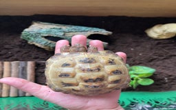 Tortoise reptiles for sale: Tortoise  - Image 4