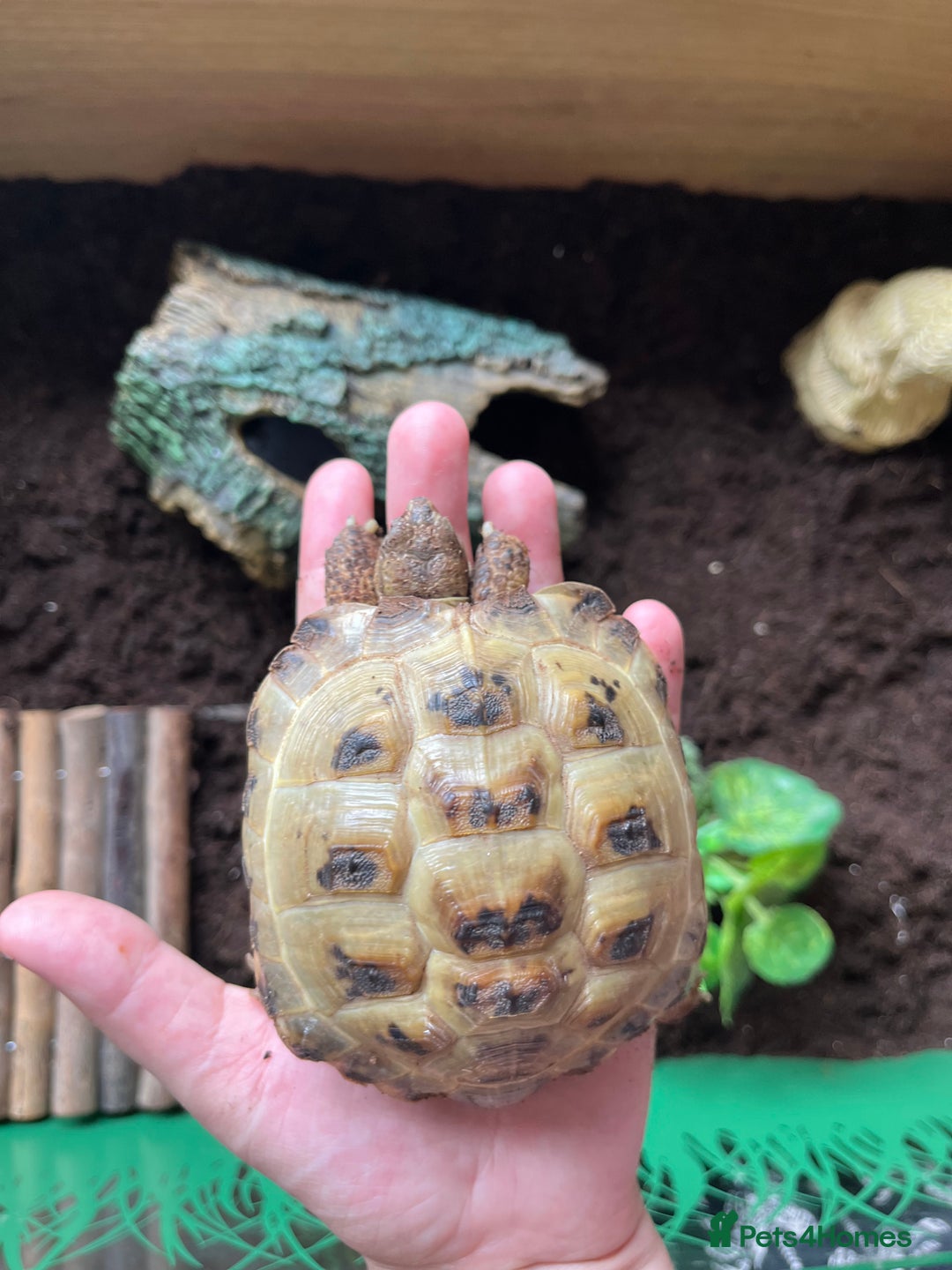 Tortoise reptiles for sale: Tortoise  - Image 4