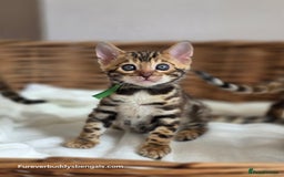 Bengal cats for sale: Gorgeous Pedigree Bengal Kittens  - Image 19