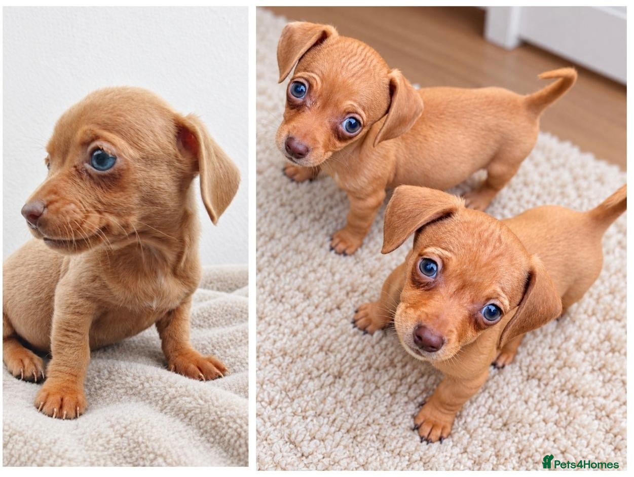 Chihuahua dogs Chiweenies *Stunning Tiny*  – Cosmo × Jimmy Choo - Advert 19