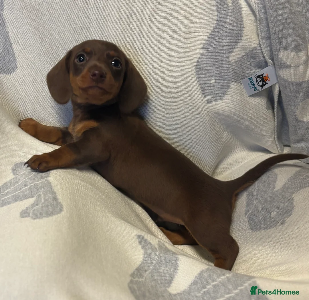 Dachshund dogs for sale: Two beautiful boys  - Advert 5