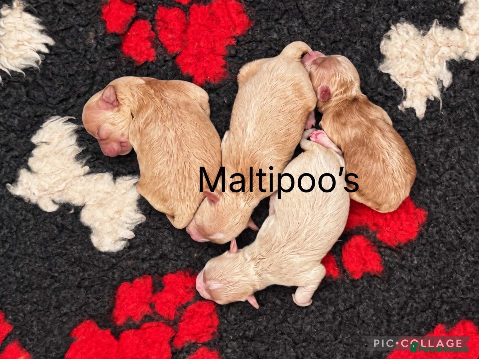 Maltipoo dogs Beautiful Maltipoo’s  - Advert 1