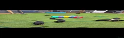 Rottweiler dogs for sale: rottweilers... - Advert 9