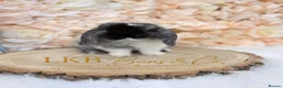 Mini Lop rabbits for sale: 🌟 PEDIGREE MINI LOPS 🌟 - Advert 5