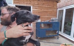 Lurcher dogs for sale: 1 female lurcher pup - Image 4