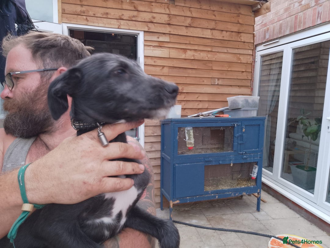 Lurcher dogs for sale: 1 female lurcher pup - Image 4