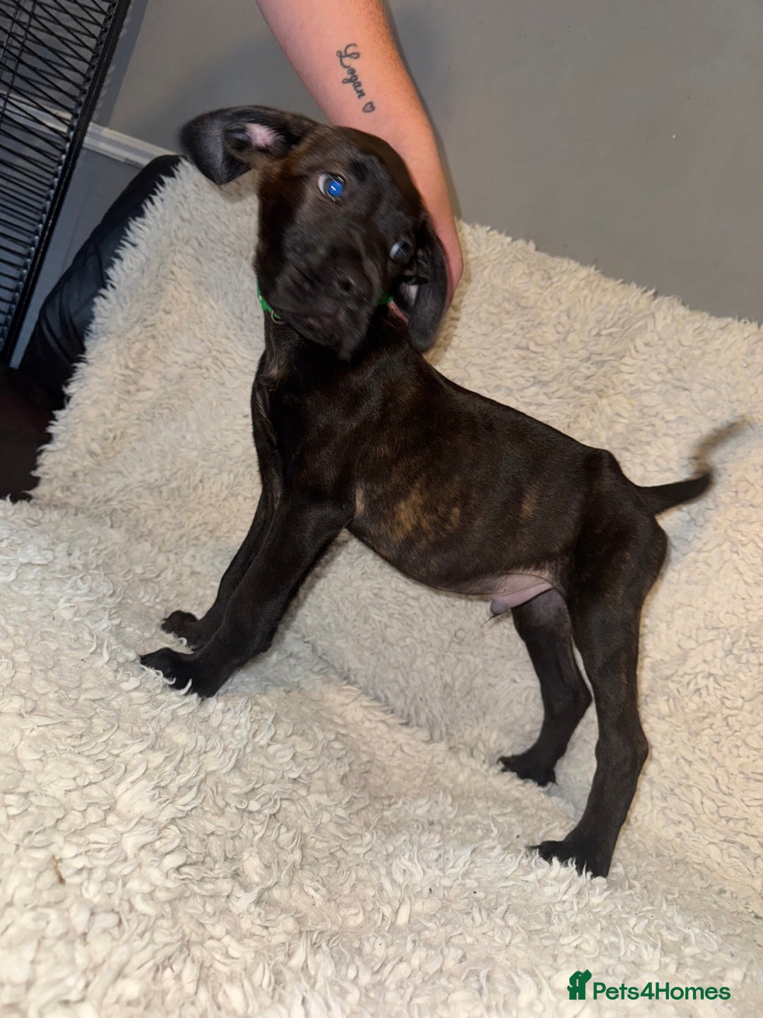Cane Corso dogs for sale: Beautiful Litter Of Cane Corso Puppys - Image 12