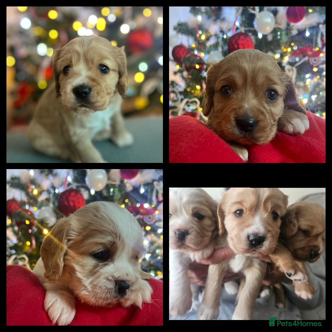Mixed Breed dogs for sale: Cavapoo girl Ready for forever home - Advert 7
