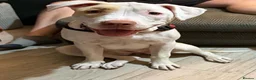 American Bull Staffy dogs for sale: American bull dog cross staffy in Barnsley - Advert 2
