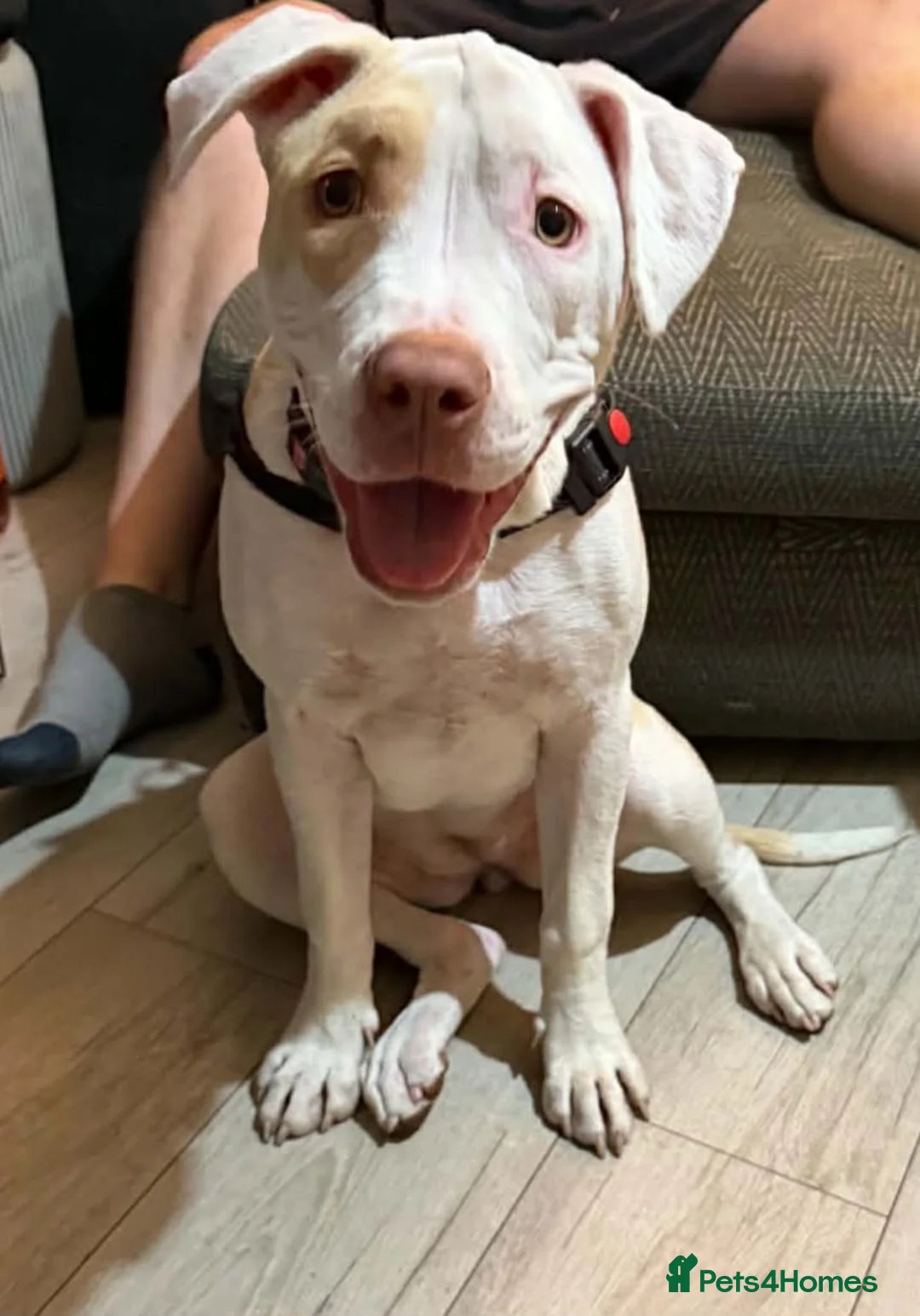 American Bull Staffy dogs for sale: American bull dog cross staffy in Barnsley - Advert 2