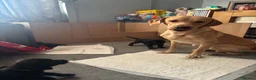 Labrador Retriever dogs for sale: Labrador puppies  in Welwyn Garden City - Advert 17
