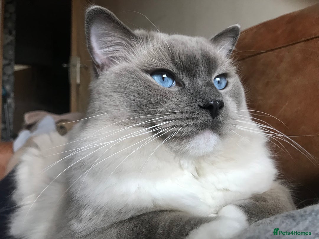 Ragdoll cats for stud: GCCF & TICA registered stud, champion bloodline    in London - Image 5