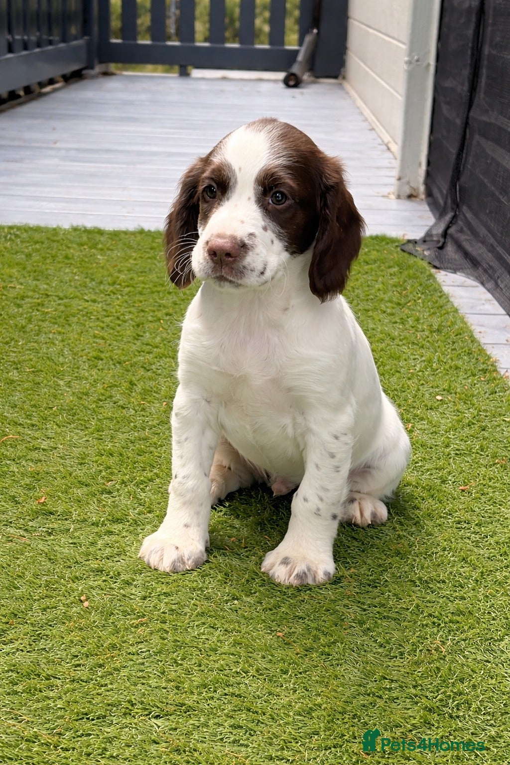 English Springer Spaniel dogs Cheeky Springer Spaniel Pups  - Advert 2