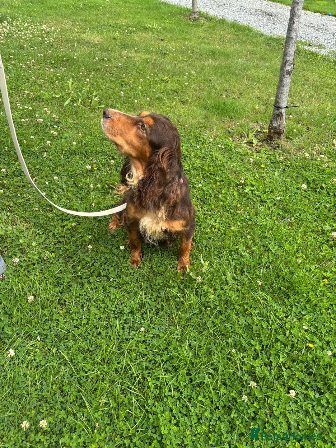 Cockapoo dogs for sale: 🩵💗OUTSTANDING F1 COCKAPOOS💓🩵 - Image 9